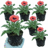 Set of 3 or 6 Papaver Orientale Garden Gnome Victoria Louise Plants, Hardy Perennial Oriental Poppy, Outdoor Garden Ready, 1 Litre Root-Ball