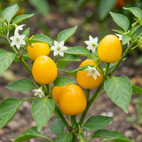Set of 3 or 6 Large Plants - Sweet Pepper Snack Yellow, Ready to Plant in Your Garden