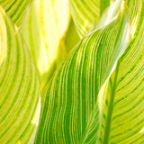 1 Canna Tropicanna Gold Plant, Hardy Tropical Perennial, Outdoor Garden Ready, 3 Litre Root Ball