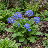 1 Primula Oakleaf Blue Perennial Plant, Hardy Spring Flowering Garden Ready, 2 Litre Root-Ball