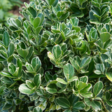Euonymus Bravo