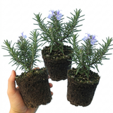 Set of 3 or 6 Rosemary ‘Blue Winter’ Herb Plants (Salvia rosmarinus), Hardy Evergreen Culinary Shrub, Outdoor Garden Ready, 1 Litre Root-Ball