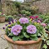 Set of 3 or 6 Primrose Queen Lilac Picotee Plants, Hardy Perennial, Spring & Autumn Flowering, Outdoor Garden Ready, 1 Litre Root-Ball