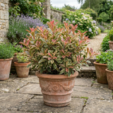1 Photinia Louise Plant, Hardy Evergreen Red Leaf Hedge Shrub, Outdoor Garden Ready, 26cm Root Ball