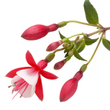 Fuchsia Diva Red and White