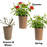 Rose - Bush - Red