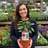 1 Sweet Pepper Red King Plant, Easy to Grow Your Own Vegetables, Garden Ready, 2Ltr Root-Ball
