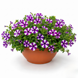 1 Petunia Shortcake Blueberry Live Flowering Plant, Outdoor Summer Garden Ready, 21cm Root Ball