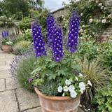 Set of 3 or 6 Delphinium Pacific Giants King Arthur Hardy Perennial Plants, Tall Cottage Garden Flowers, Outdoor Garden Ready, 1 Litre Root-Ball