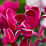 Large Cyclamen Bicolour Growers Selection