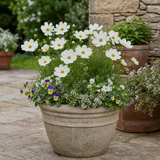 1 Large Plant - Cosmos Apollo White, Ready to Plant in Your Garden, 5L Pot