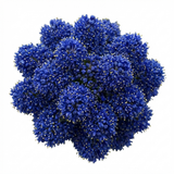 1 Ceanothus Concha Plant, Hardy Evergreen Blue Flowering Shrub, California Lilac, 3 Litre Root-Ball