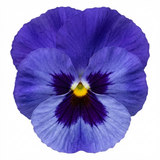 3 Pansy Delta Pro Marina Plants, Hardy Winter & Spring Flowering Pansies, 3 Litre Root Ball