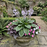 Set of 3 or 6 Large Hosta Plants - Francee Plantain Lily, Ready to Plant in Your Garden, 1L