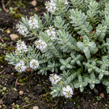Set of 3 or 6 Hebe Sutherlandii Hardy Evergreen Flowering Perennial Shrub Plants, Outdoor Garden Ready, 1 Litre Root-Ball