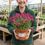 1 Arabis Aubrieta Deep Rose Plant, Hardy Evergreen Alpine Perennial, 2 Litre Root Ball