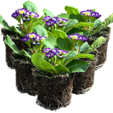 Primrose Blue Bicolour