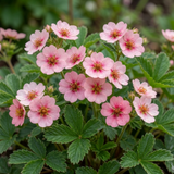 Set of 3 or 6 Potentilla Miss Wilmott Hardy Perennial Shrub Plants, Bee Friendly Summer Flowering, Outdoor Garden Ready, 1 Litre Root-Ball