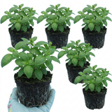 Set of 3 or 6 Basil Tauris Fresh Live Herb Plants, Aromatic Culinary Basil for Cooking & Kitchen Garden, 1 Litre Root Ball