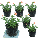 Set of 3 or 6 Verbena Magelana Peach Trailing Plants, Summer Bedding Flowers, Hanging Basket & Garden Ready, 10.5cm Root Ball