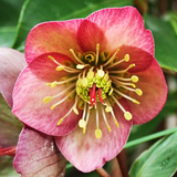 Hellebore Frostkiss Penny's Pink