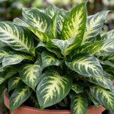 Variegated Dumb Cane Dieffenbachia Plant, Indoor Houseplant, 12cm 1 Litre Pots