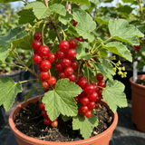 1 Redcurrant Jonkheer Van Tets Fruit Bush, Hardy Outdoor Garden Ready, 2 Litre Root Ball