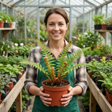 Set of 3 or 6 Dryopteris affinis Montana Male Fern Hardy Evergreen Perennial Plants, Shade Loving Garden Plant, 1L Root Ball