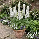 Set of 3 or 6 Delphinium Pacific Giants Galahad Hardy Perennial Plants, Tall Cottage Garden Flowers, Outdoor Garden Ready, 1 Litre Root-Ball