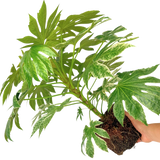 Fatsia Spiders Web