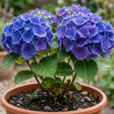 1 Large Plant - Hydrangea Blue, Ready to Plant in Your Garden, 2L Pot