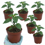 Set of 3 or 6 Large Chilli Pepper Plants - Habanero Chocolate, Ready to Plant in Your Garden