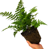 1 Large Plant - Dryopteris Jurassic Gold Fern, Ready to Plant in Your Garden, 3L