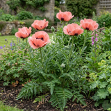 1 Oriental Papaver Paradiso Hardy Perennial Poppy Plant, Outdoor Garden Ready, 3 Litre Root-Ball