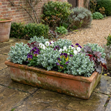 Set of 3 or 6 Hebe Sutherlandii Hardy Evergreen Flowering Perennial Shrub Plants, Outdoor Garden Ready, 1 Litre Root-Ball