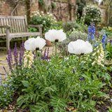 Set of 3 or 6 Papaver Orientale Royal Wedding Plants, Hardy White Oriental Poppy Perennial, 1 Litre Root Ball