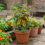 Set of 3 or 6 Large Plants - Tomato Honeycomb Variety, Outdoor Garden Ready, 10.5 cm
