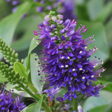 Evergreen Shrub - Euonymus, Choysia, Hebe