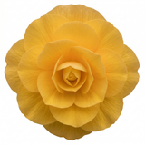 1 Large Plant - Begonia Non Stop Mocca Yellow, Outdoor Garden Ready, 5L Pot