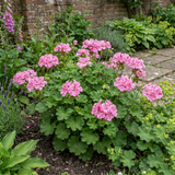 1 Geranium Pretty Little Pink Splash, Summer Flowering Plant, Outdoor Garden Ready, 5 Litre Root-Ball