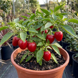 1 Large Plant - Grow Your Own Sweet Pepper Snack Red, Outdoor Garden Ready