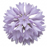 Set of 3 or 6 Large Hosta Plants - Paul's Glory Plantain Lily, Ready to Plant in Your Garden
