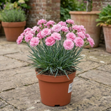 1 Cottage Pinks Dianthus Candy Floss Plant, Summer Flowering Perennial, 17cm Root Ball