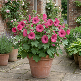 1 Lavatera Bredon Springs Tree Mallow, Hardy Pink Flowering Perennial Garden Shrub, 2L Root Ball