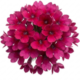 Set of 3 or 6 Lobelia Starship Bronze Leaf Upright Hardy Perennial Plants, Garden Ready, 1 Litre Root Ball