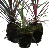 Cordyline Collection - Red Star, Charlie Boy, Torbay Dazzler