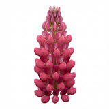 Set of 3 or 6 Lupin Legendary Rose Hardy Perennial Plants, Summer Flowering Cottage Garden Plants, Outdoor Garden Ready, 1 Litre Root-Ball
