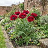 Set of 3 or 6 Papaver Orientale Beauty of Livermere Plants, Hardy Perennial Oriental Poppy, Outdoor Garden Ready, 1 Litre Root-Ball