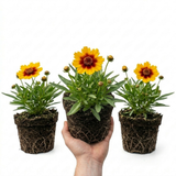Set of 3 or 6 Coreopsis Uptick Gold Bronze Hardy Perennial Plants, Bee Friendly Summer Flowering, 1 Litre Root Ball