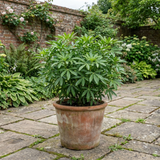 1 Choisya Greenfingers Shrub, Hardy Evergreen Mexican Orange Blossom Plant, 19cm 3L Root-Ball